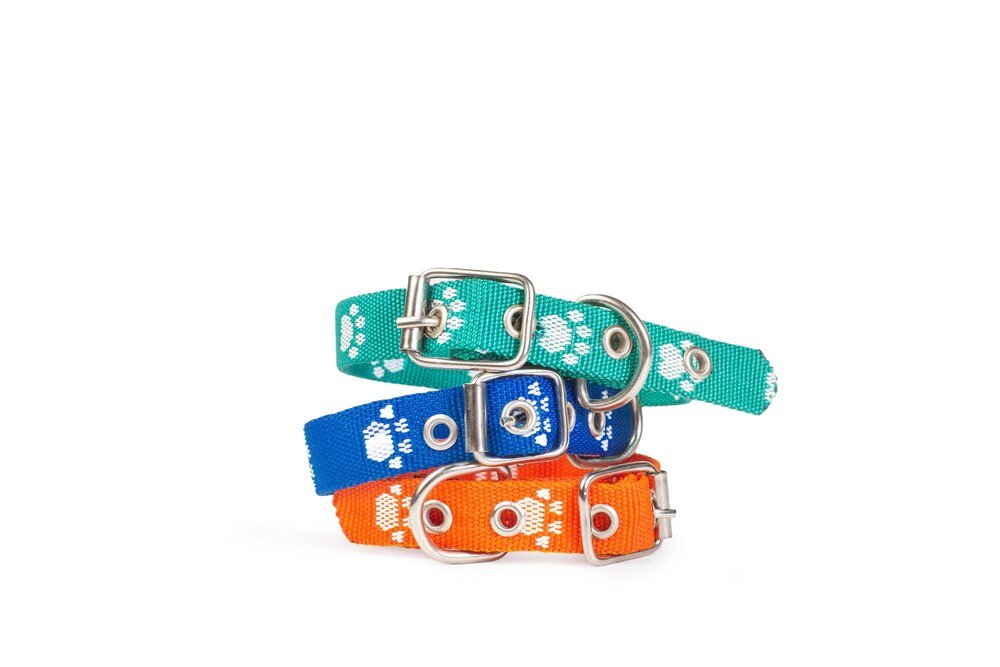 kolczatka-dla-psa-fakty-i-mity-dotyczace-bezpieczenstwa-i-skutecznosci