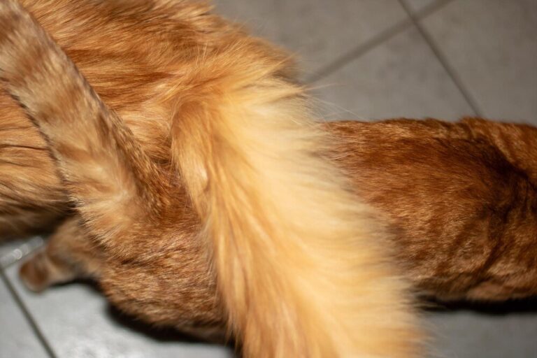 zespol-konskiego-ogona-u-psa-objawy-przyczyny-i-leczenie