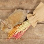 karma-dla-krolika-jak-wybrac-najlepszy-pokarm-dla-swojego-pupila-1