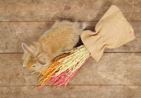 karma-dla-krolika-jak-wybrac-najlepszy-pokarm-dla-swojego-pupila-1