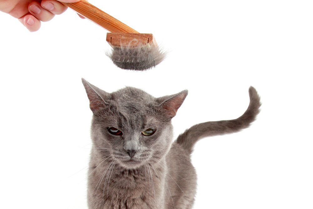 najlepsza-szczotka-dla-kota-jak-wybrac-odpowiednia-1