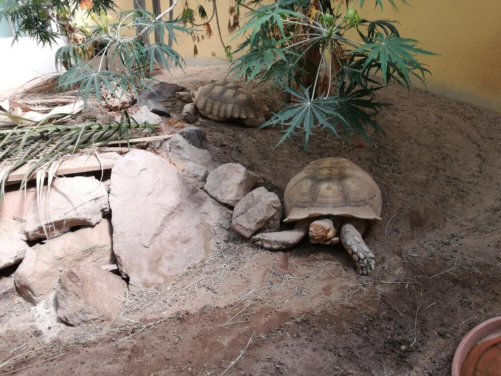 terrarium-dla-zolwia-ladowego-jak-wybrac-najlepszy-rodzaj-1