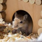drewniane-i-kokosowe-domki-dla-chomika-jak-stworzyc-idealny-dom-dla-twojego-pupila
