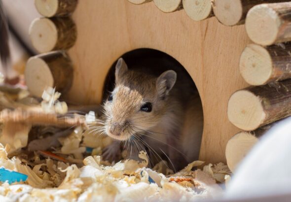 drewniane-i-kokosowe-domki-dla-chomika-jak-stworzyc-idealny-dom-dla-twojego-pupila