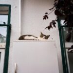 drzwiczki-dla-kota-w-drzwiach-jak-wybrac-najlepsze-rozwiazanie-dla-twojego-pupila