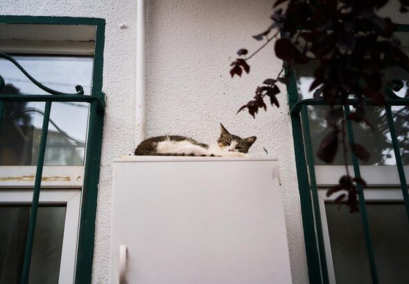 drzwiczki-dla-kota-w-drzwiach-jak-wybrac-najlepsze-rozwiazanie-dla-twojego-pupila