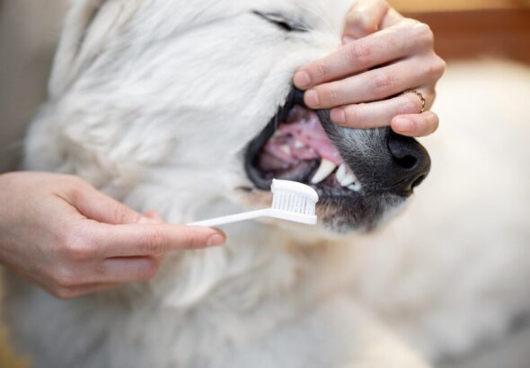 higiena-jamy-ustnej-psow-jak-wybrac-najlepsza-paste-do-zebow-dla-psa